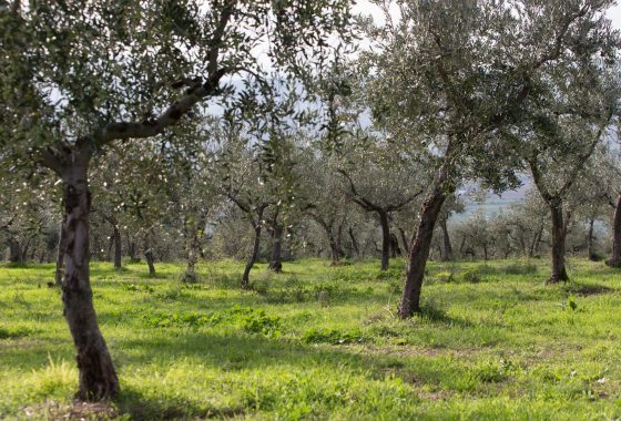 Olive growing, routes Olive oil in the region