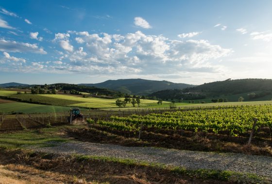 Todi e i colli Martani, quel calice d’oro chiamato Grechetto