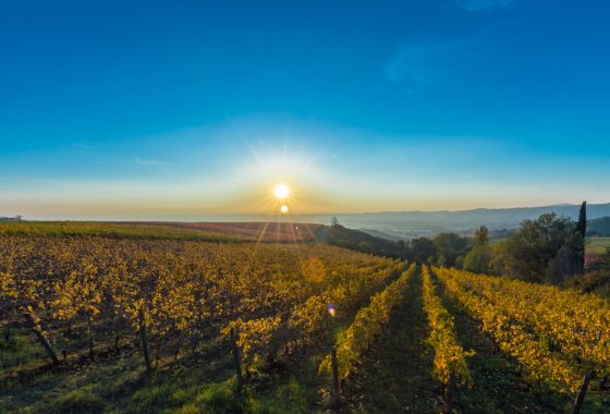 Il Cantico del vino