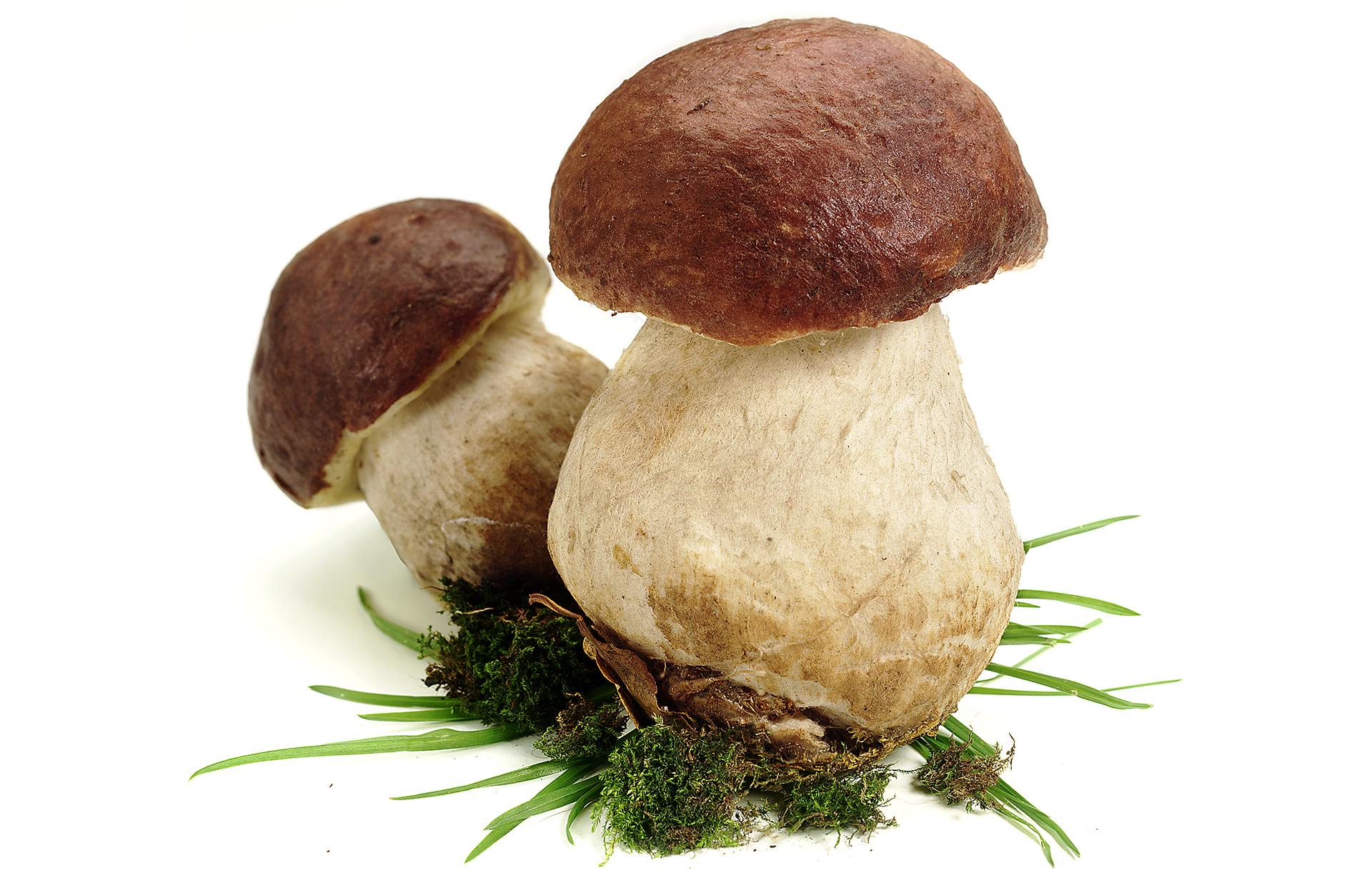 Porcini Mushrooms