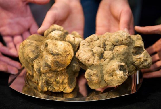 Mostra Mercato del tartufo bianco di Gubbio