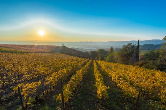 vigneti umbria