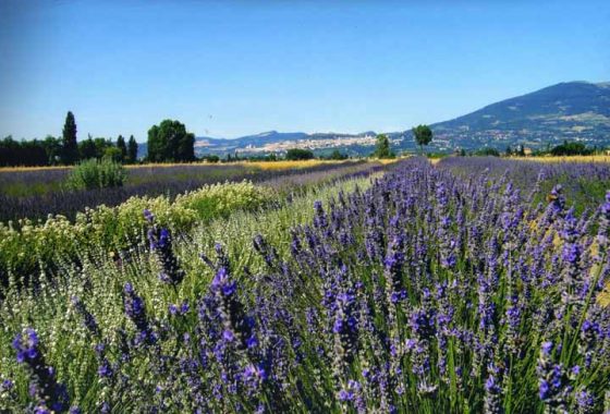 Festa della lavanda di Assisi