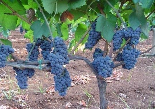 Storia e recupero di un antico vitigno autoctono dell’Umbria: il Grero di Todi