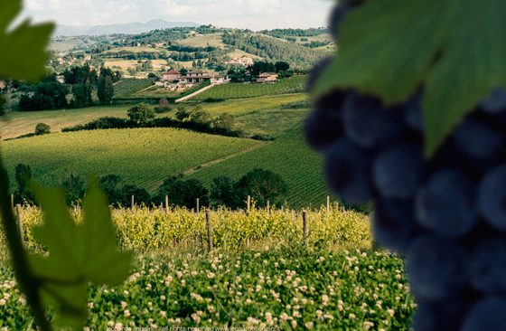 Sagrantino: il vino sacro di Montefalco