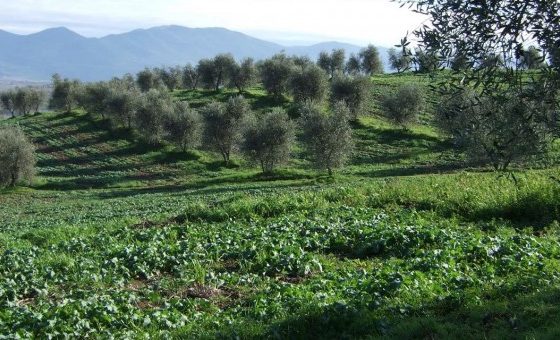 L’olivo, skyline dell’Umbria