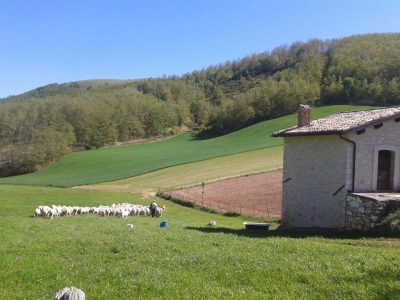 Azienda Agricola Massimiani Giovanni