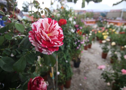 perugia flower show