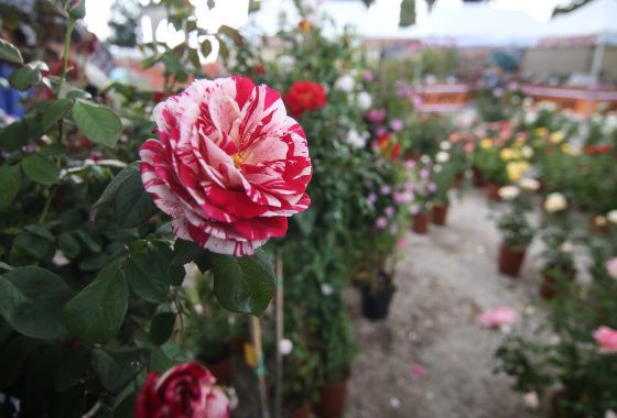 Perugia Flower Show – Winter Edition 2019