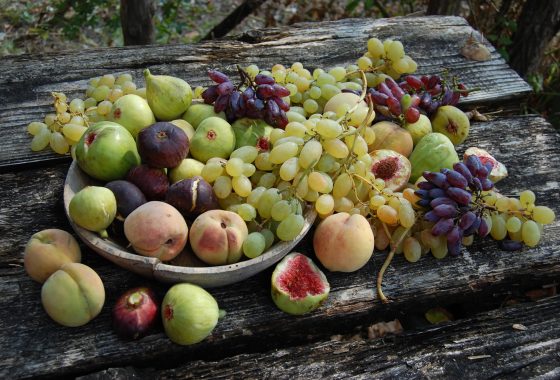 Il giardino degli alberi perduti