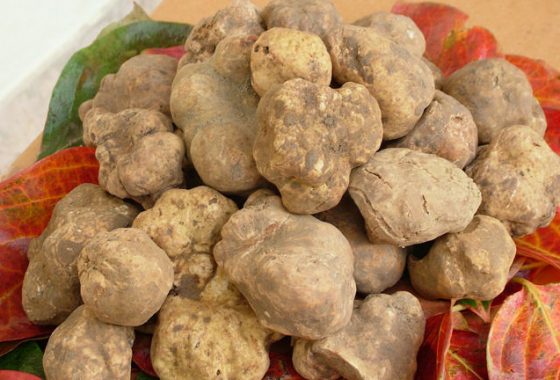 Tartufo, storia di un sasso che profuma