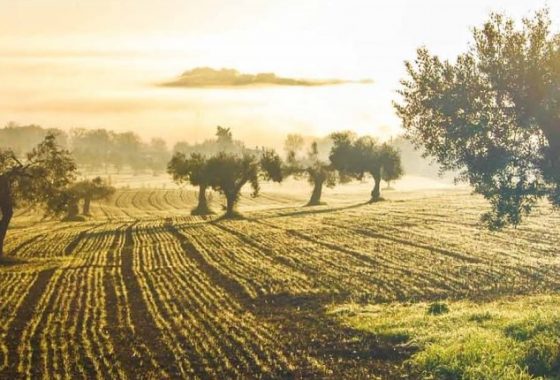 Tartufi, frantoi e l’arte dei norcini