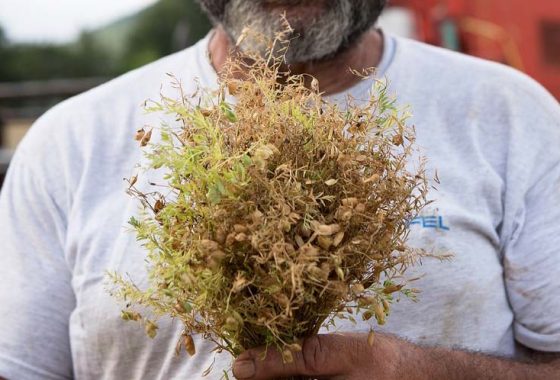 Azienda Dolci Giuseppina, sapore e anima della montagna umbra in una spiga di farro