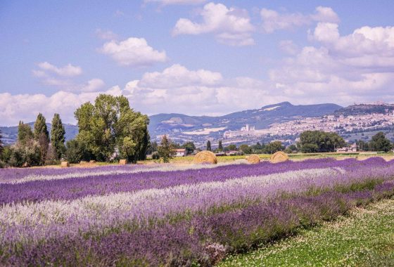 Week end al Lavandeto di Assisi, anima profumata dell’Umbria