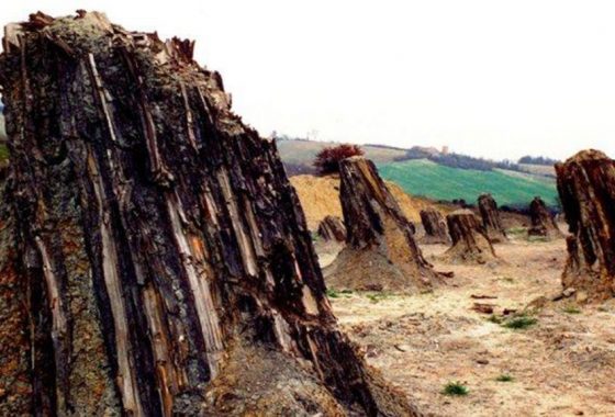 I giganti fossili di Dunarobba