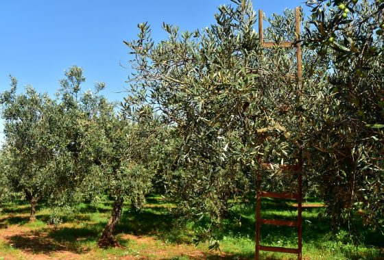 L’olivo per la vita