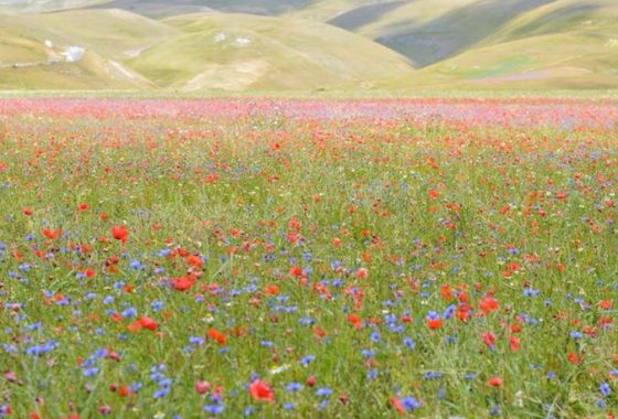 La Fiorita di Castelluccio di Norcia