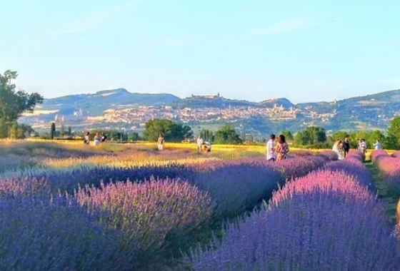 Assisi, Festa di primavera al Lavandeto